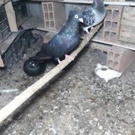 کبوتر پرشی و زیبا وخوش تزئینی