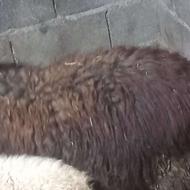 فروش یک راس گوسفند آبستن بابره