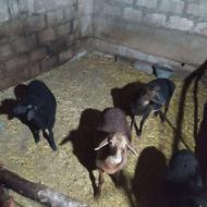 فروش گوسفند با بره و آبستن