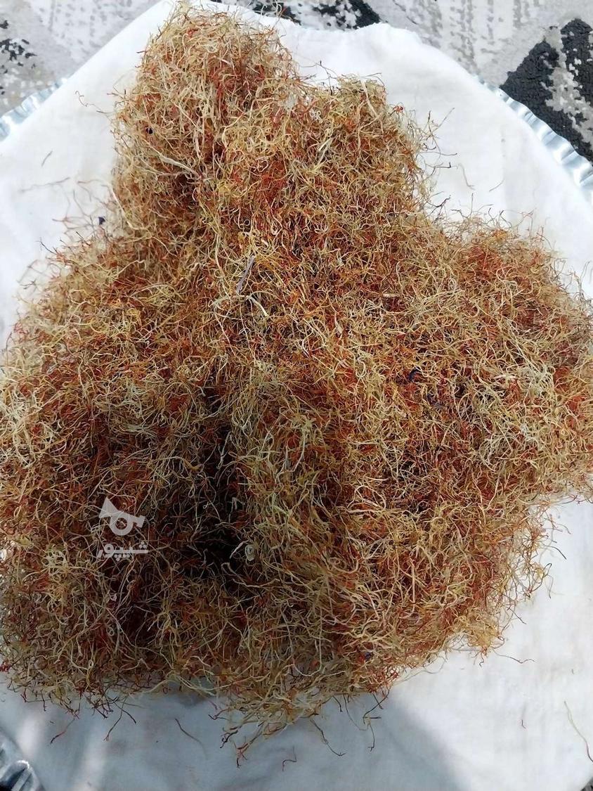 ریشه زعفران قرمز