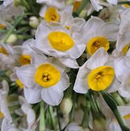 نیروی ماهر در مغازه گلفروشی