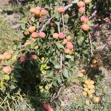 باغ برجاده آسفالت
