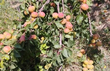 باغ برجاده آسفالت
