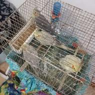 چهار عدد عروس هلندی