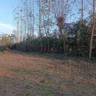 خدمات باغی چمن زنی علف زنی تمیز کردن علف