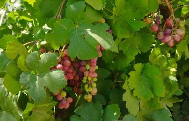 باغ سرسبز حوالی پل زمانخان