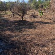 فروش باغات به مساحت تقریبی سه هزار متر