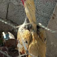 خروس لاری مشگین