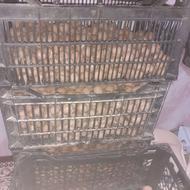 گردو پوست کاغذی به شرط