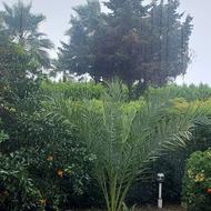 استخدام پرستار خانم شبانه روزیمراقبت از آقای سالمند سالم