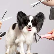 اصلاح و شست و شو حیوانات خانگی