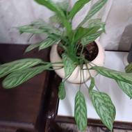 فروش انواع گل‌های اپارتمانی