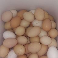 تخم مرغ بومی تخم اردک وتخم غازوخوراک دام وطیوروپرندگان