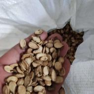 بذر هندوانه تخمی