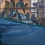 فروش مرغ عشق ماده جوان و بالغ