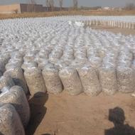 تفاله چغندر سیب علوفه ذرت کولش