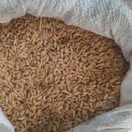 فروش یک تن گندوم دیم