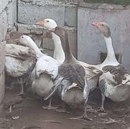 غاز فروشی سایز بزرگ