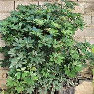 گل شفلرا و باباآدم