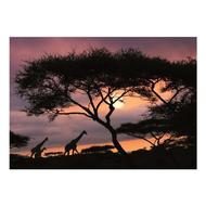 پوستر دیواری آلمانی 280 در 400