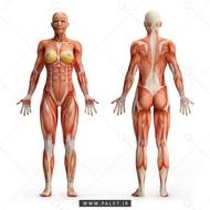 رگ گیری و ماساژ