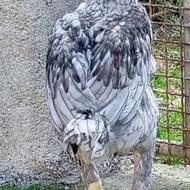 فروش جوجه خروس3ماهه