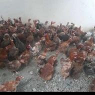 مرغ تخمگذار سفید و محلی موجود