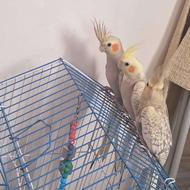 طوطی عروس هلندی