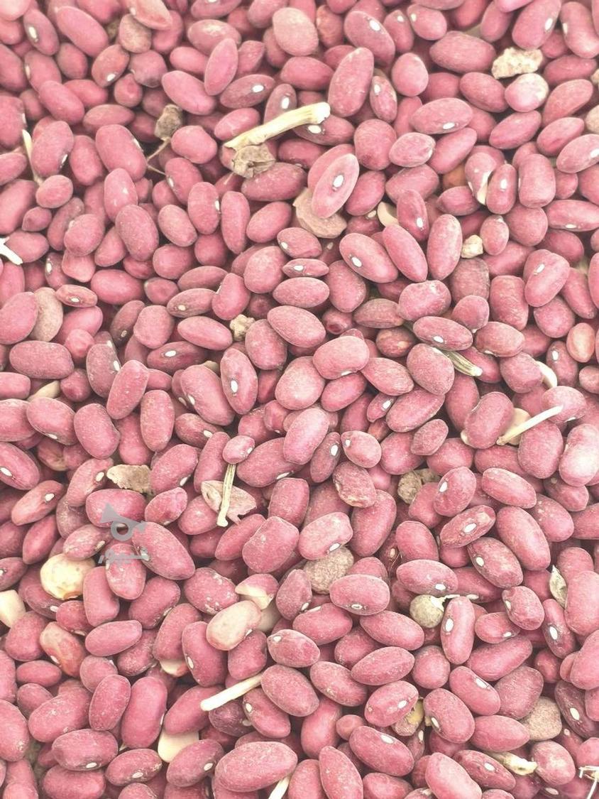 نخود سفید 3تن لوبیا 500کیلو فروش نقدی به قیمت روز