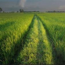 زمین کشاورزی