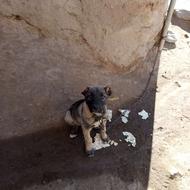 واگذاری توله سگ 2/5 ماهه