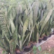 گل سانسوریا