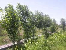 فروش زمین کشاورزی 500 متری کیلومتر یک قائمشهر به بابل در شیپور