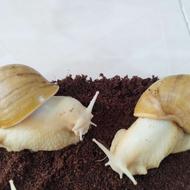 واگذاری حلزون های مولد و سوپر مولد آلبینو