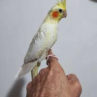 عروس هلندی 6 ماهه