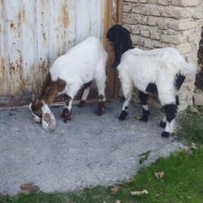 دوستان دو راس بزغاله فوقعلاده سالم جنس دار کسی خواست درخدمتم