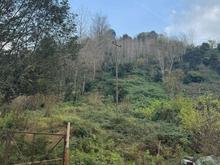 یک هکتار زمین مسکونی/باغی لاهیجان اطاقور در شیپور