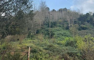 یک هکتار زمین مسکونی/باغی لاهیجان اطاقور