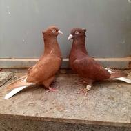 کبوتر دم سفید یک جفت عتیقه