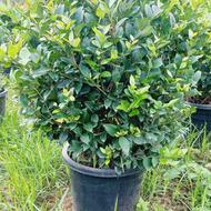 فروش گل یاس