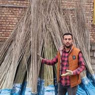 فروش انواع نهال صنوبر 1تا3ساله