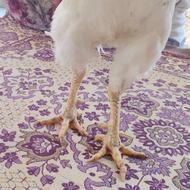 خروس لاری اصیل