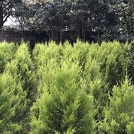 لاوسون گلدان12