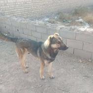 واگذارسگ اصل سرابی