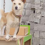 واگذاری سگ پامرین روباهی( نر)