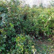 کار با دستگاه علف زنی