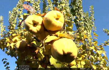 فروش زمین خونه‌باغی 600 متر بالا درویش‌خاک