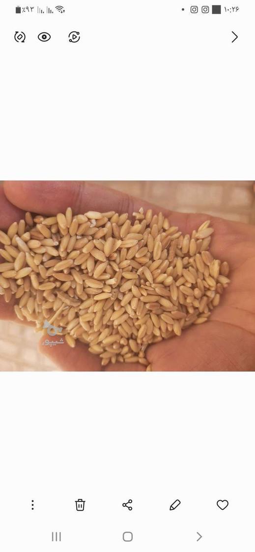 گندم مصرف خانگی قیمت مناسب کم وزیاد قیمت مناسب