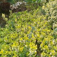 شمشاد طلایی ریشه لخت و گلدونی