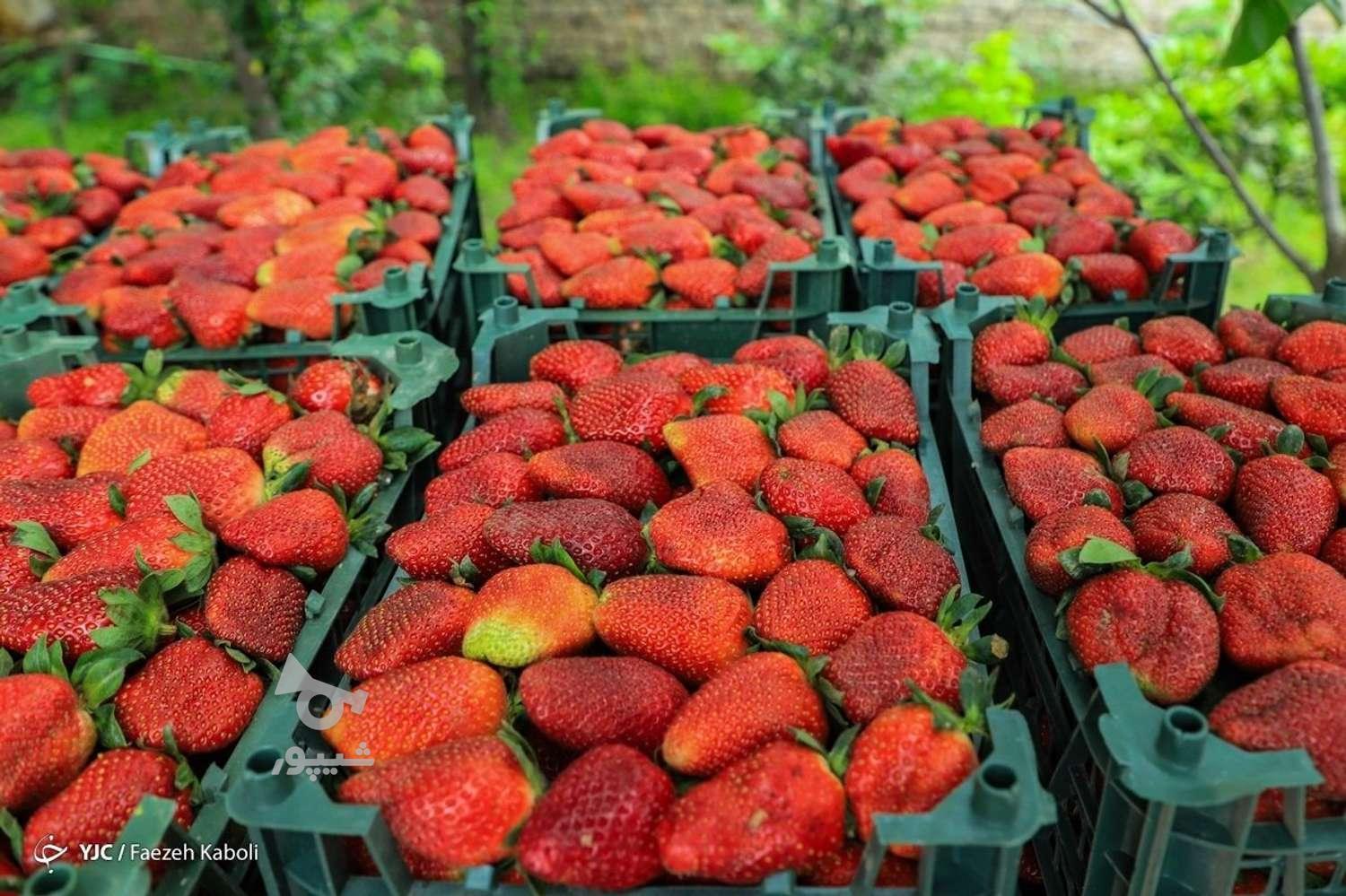 فروش نهال یا بوته توت فرنگی کاماراسو و سابرینا درجه یک